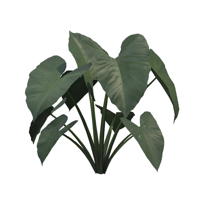 Colocasia esculenta antiquorum - Elephant Ear